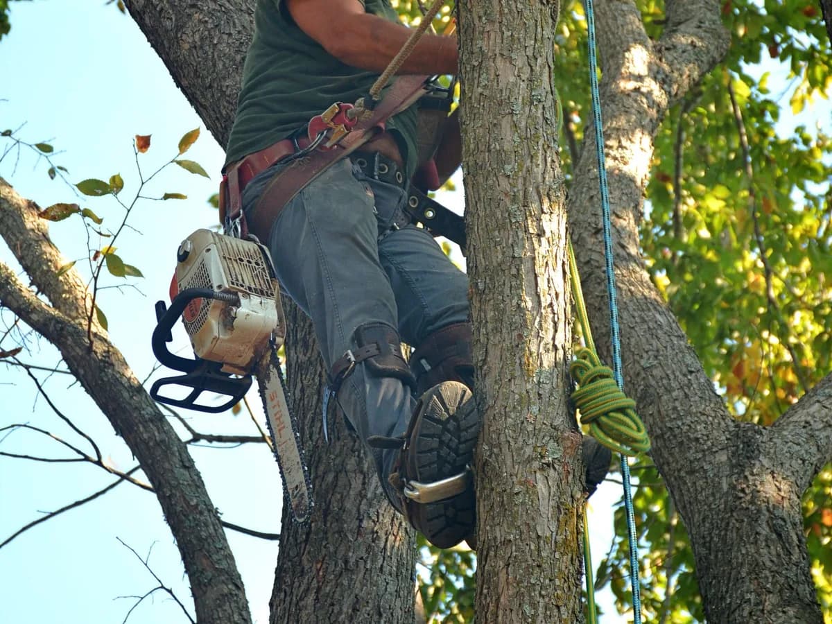 Arborist using safety equipment while working in a tree